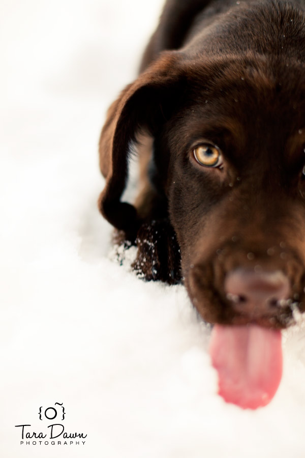 Pet Photography Utah