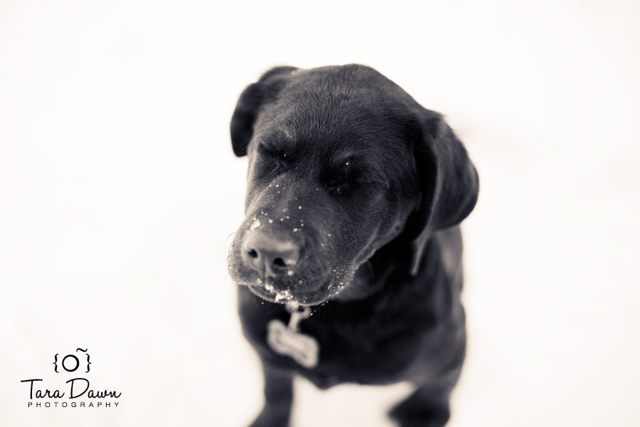 Pet Photography Utah