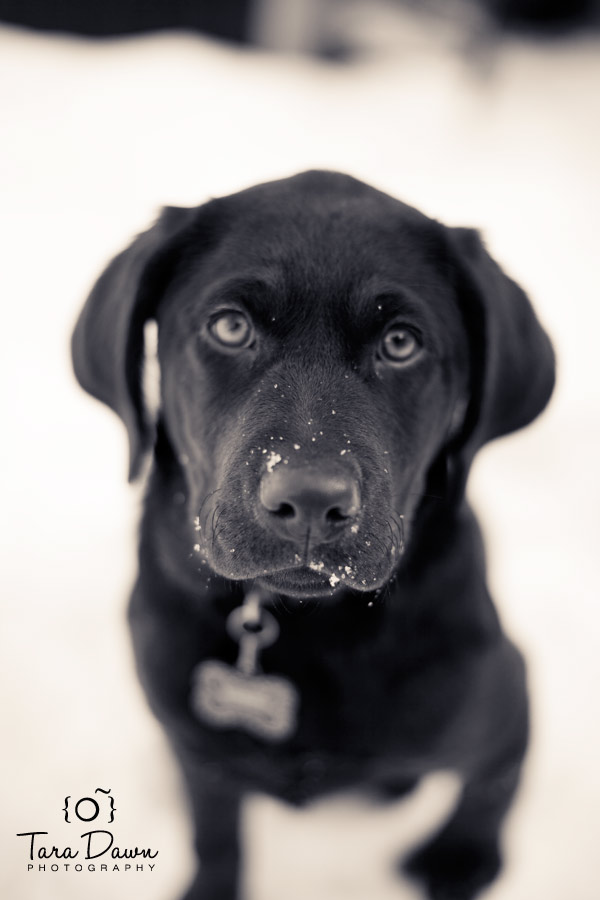 Pet Photography Utah