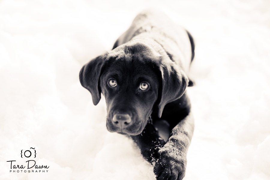 Pet Photography Utah