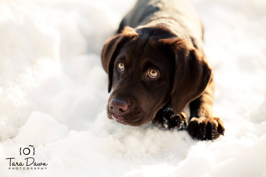 Pet Photography Utah