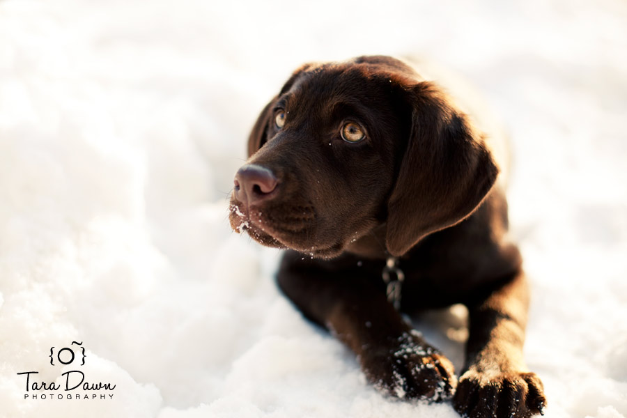 Pet Photography Utah