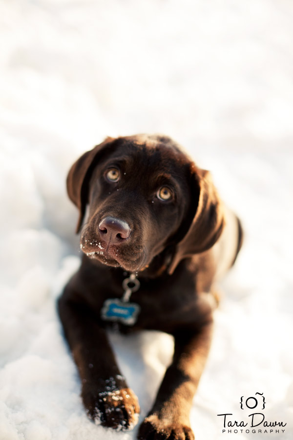 Pet Photography Utah