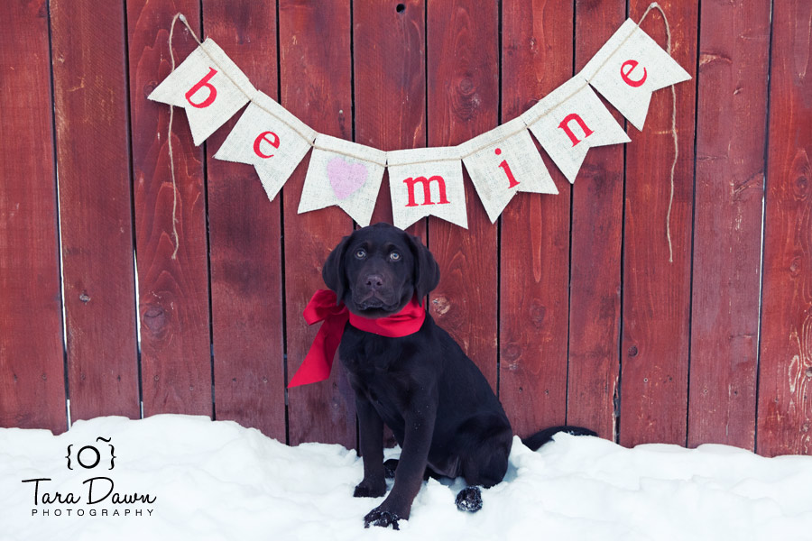 Pet Photography Utah