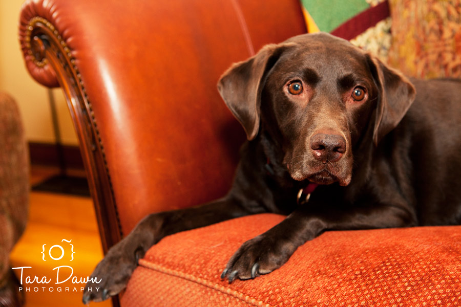 Pet Photography Utah