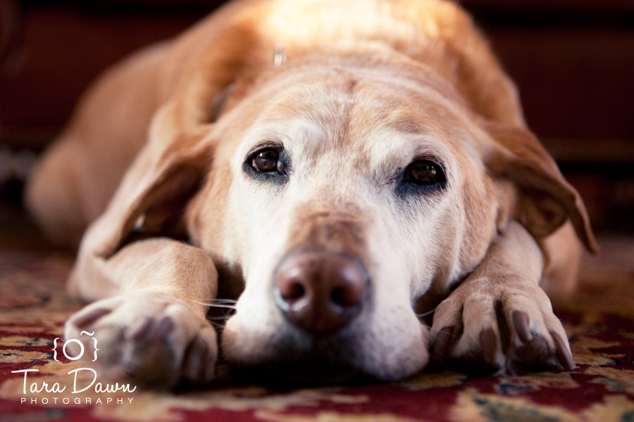 Pet Photography Utah