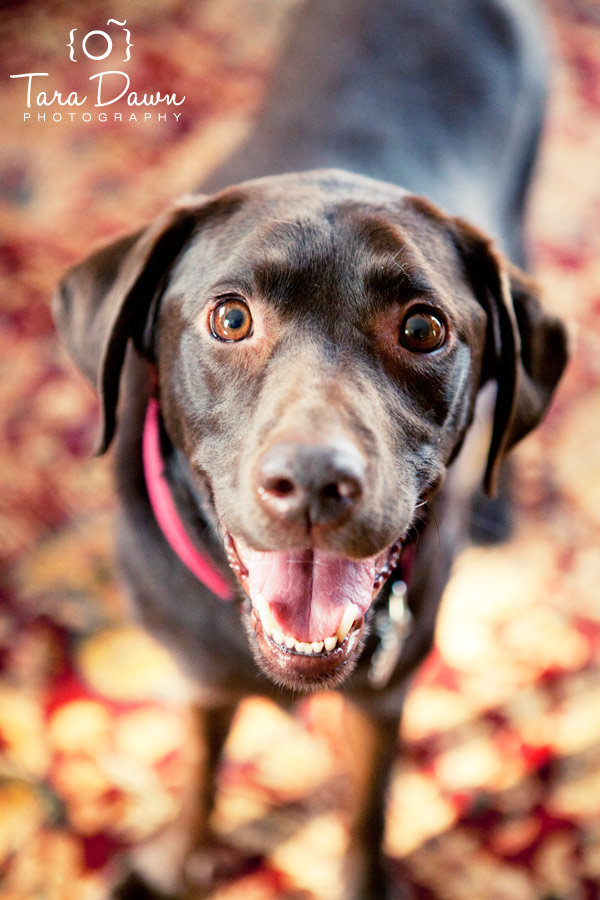 Pet Photography Utah