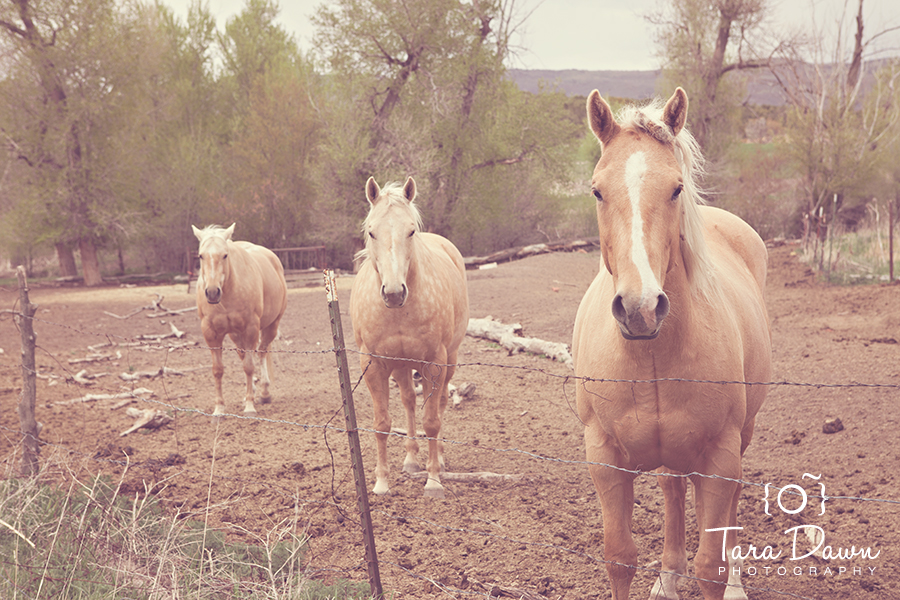 Pet Photography Utah