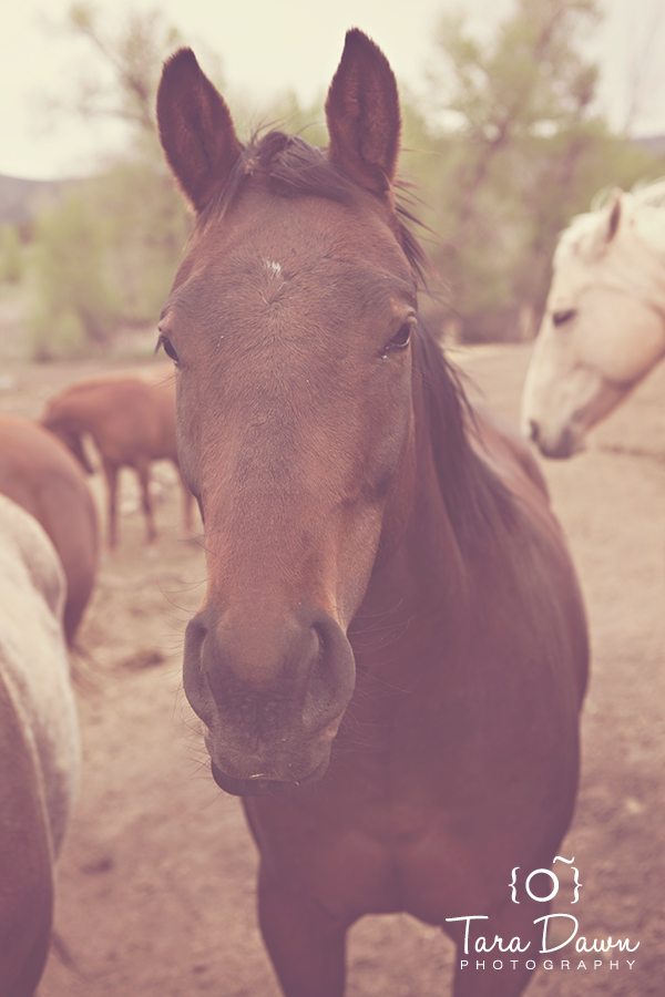 Pet Photography Utah