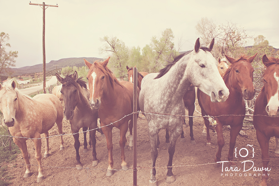 Pet Photography Utah