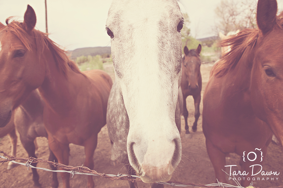 Pet Photography Utah