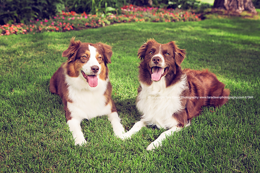 pet photographer dog