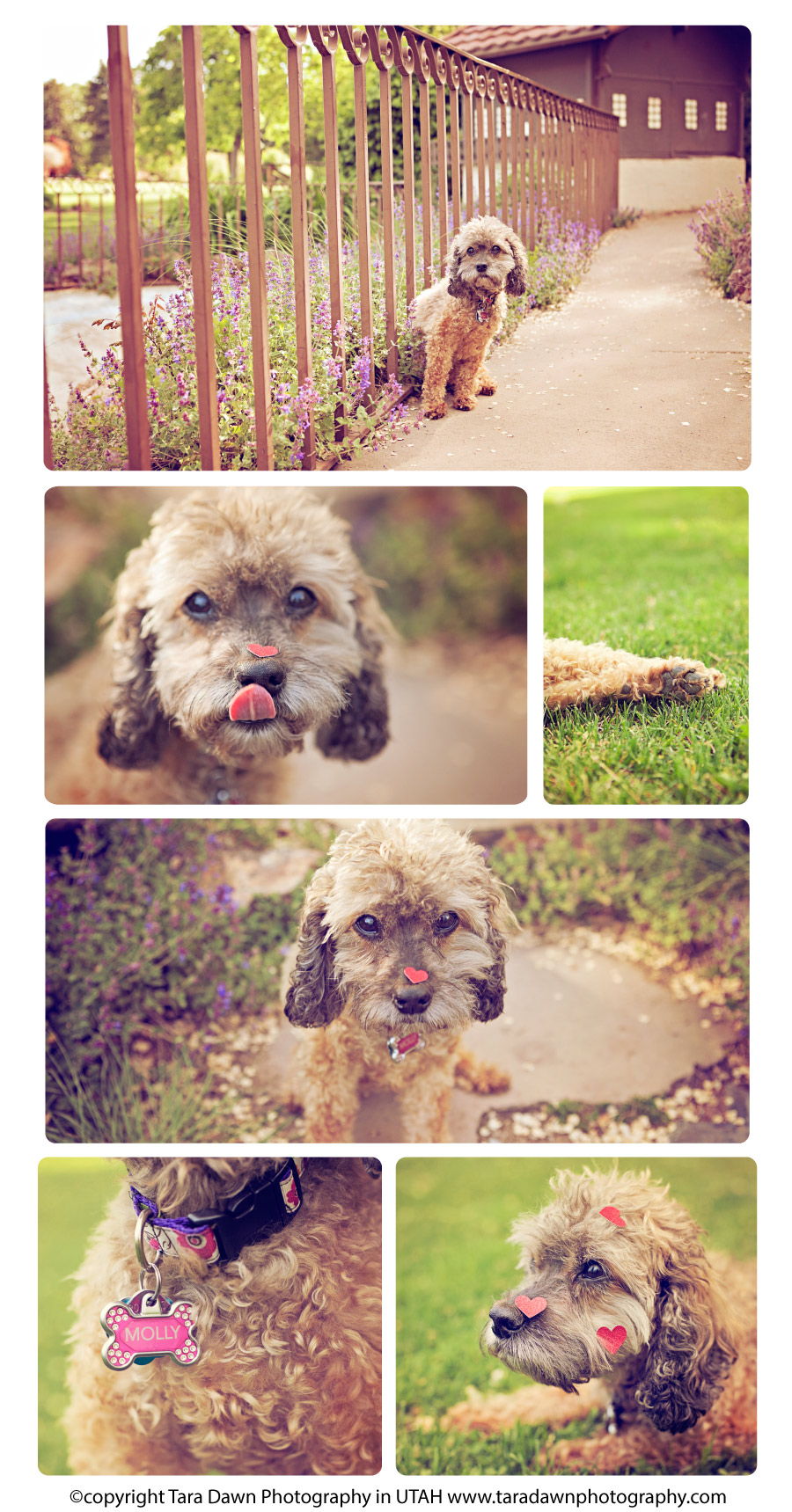 utah_pet_photography